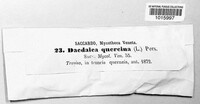 Daedalea quercina image